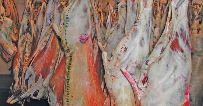 North West red meat abattoir tender cancelled