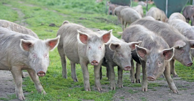 Biosecurity on a budget for small-scale pig producers
