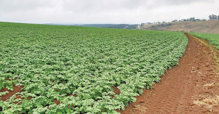 Precision farming pays off for KZN  potato producer