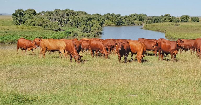 Droughtmaster: the ticket to breeding more uniform calves