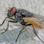 The house fly transmits faecal organisms, such as typhoid and cholera.