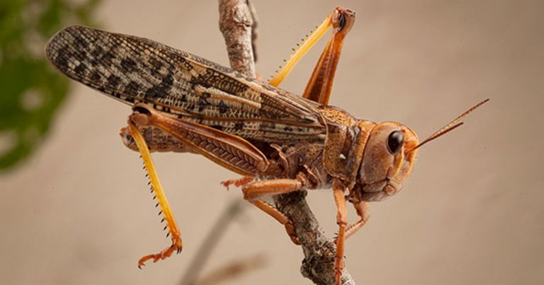 Farmers warned to be on the lookout for brown locust outbreaks