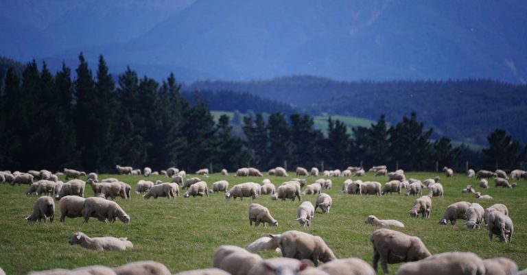 Reviving New Zealand’s flagging wool industry