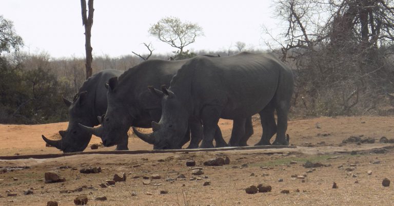 SA lost 250 rhinos to poaching in first half of 2021