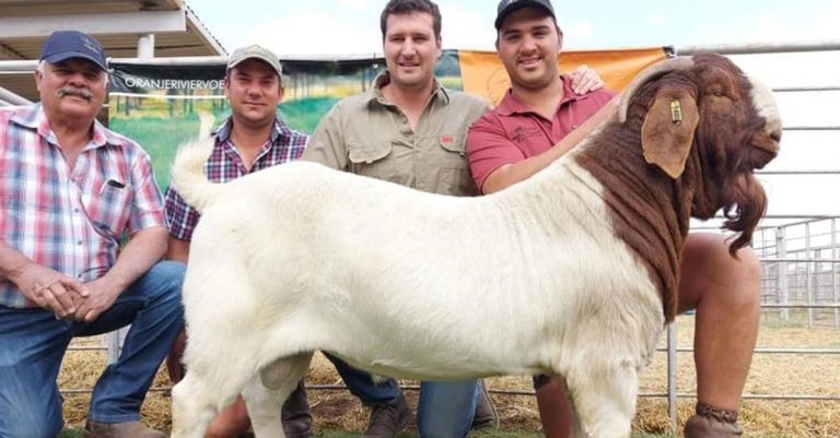 World champion Boer goat ram sold for R500 000