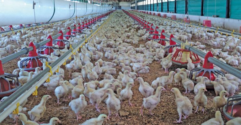 Avian influenza setback for poultry master plan
