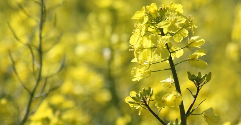 New record canola harvest predicted for South Africa