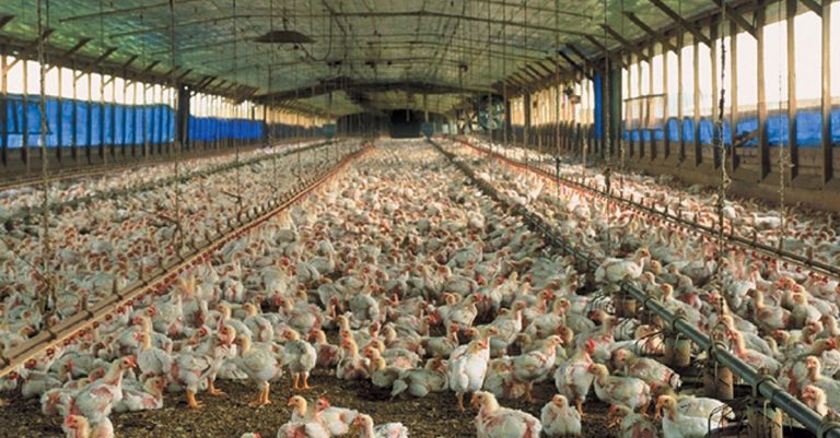 Bird flu: uncertainty about government payouts