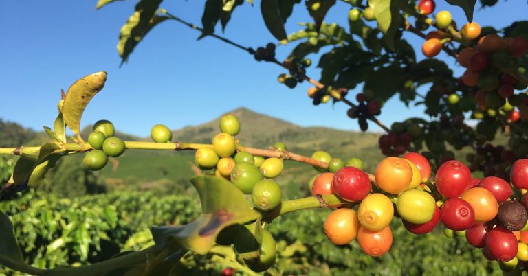 Concern over looming global coffee shortage next year