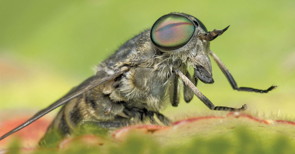 Biting Fly Sticky Trap