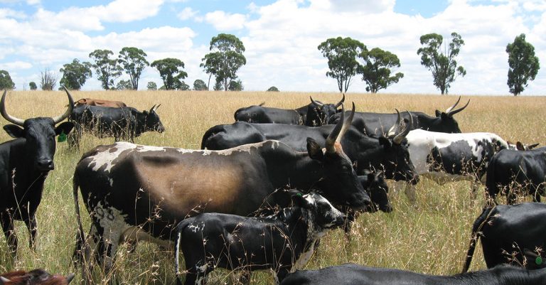 Dehorning your beef cattle can help boost profits