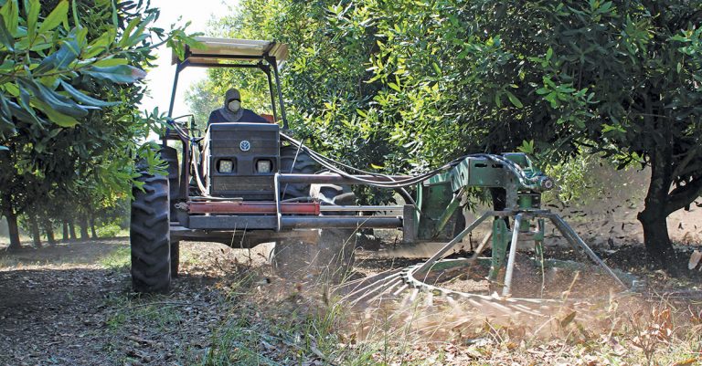 Macadamias: switching to machine harvesting
