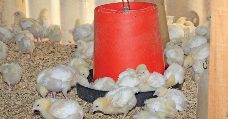 Animal feed: tips for cutting costs and reducing wastage