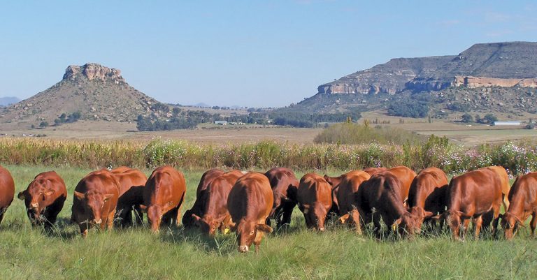 A new answer to SA’s high demand for red cattle