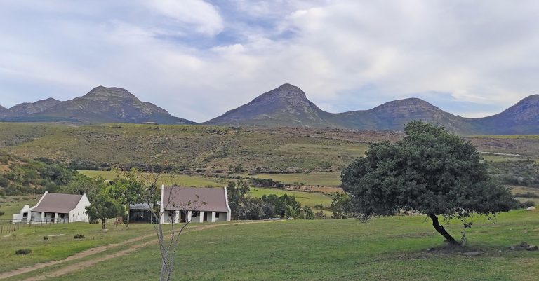Restoring a run-down farm with the help of Nguni cattle