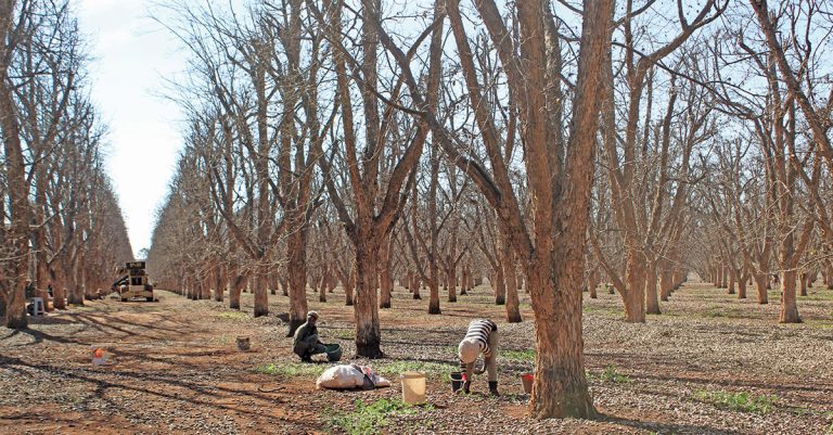Proper pruning: key to pecan grower’s success