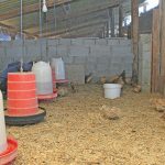 Chicken drinkers and feeders are used to supply food and water to the quails.