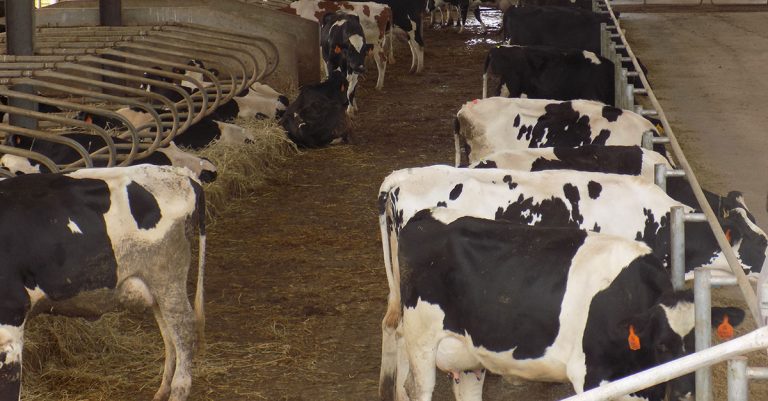 ‘Import restrictions could save Namibia’s dairy sector’