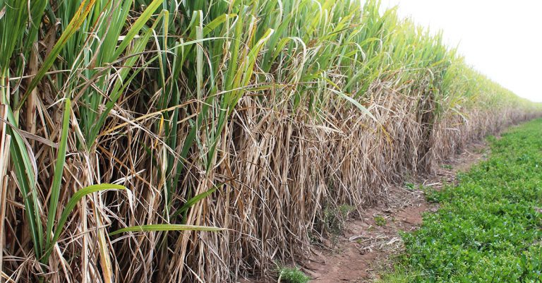 IDC grants R85 million for sugar farmers affected by unrest