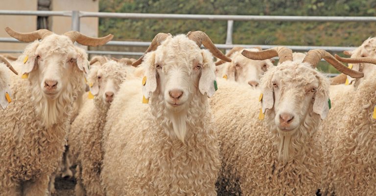 Partnerships prove a winner for new mohair producer
