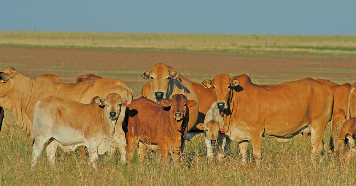 Livestock basics: Planning and implementing a breeding season