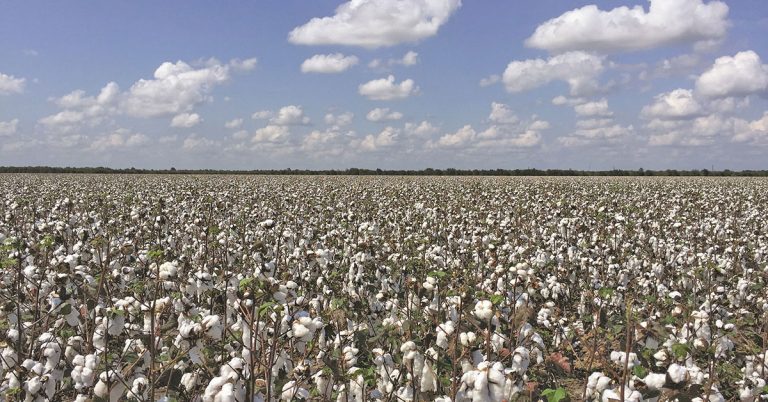 SA sugar cane growers welcome cotton as a rotational crop