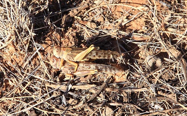 Farmers on high alert for ‘gigantic’ brown locust outbreaks Farmers on high alert for ‘gigantic’ brown locust outbreaks