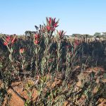 Leucadendron Blush proteas can be planted at a higher density than some other species.