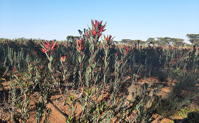 A formula for successful fynbos production A formula for successful fynbos production