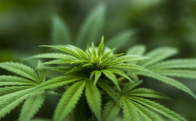 Cannabis tax could earn Germany R60 billion a year
