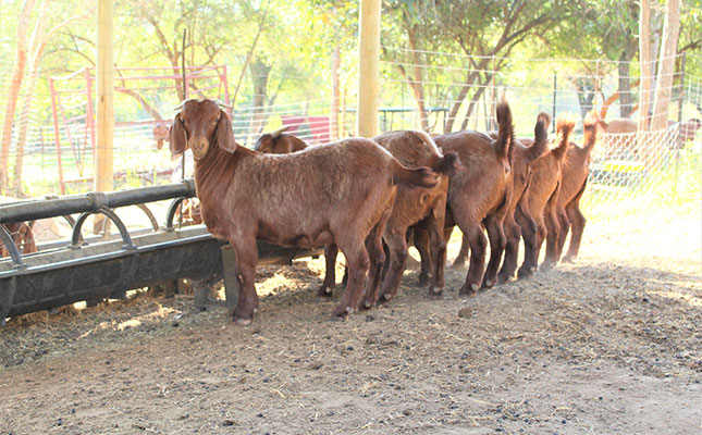 Kalahari Red goats: A solid reputation built on great genetics