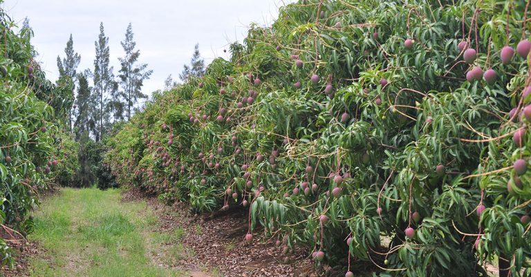 Up to 20% smaller mango harvest expected for SA this season