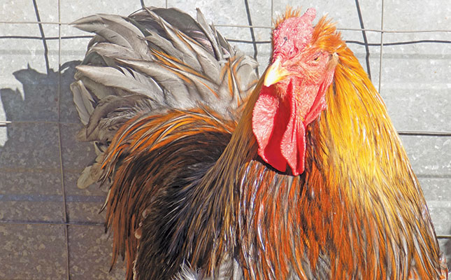 Breeding chickens for the show ring Breeding chickens for the show ring