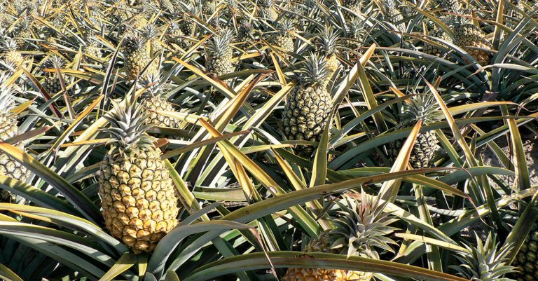 Pineapple farmers feel the input cost pinch