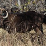 Buffaloes are popular animals to hunt, and their value remains high.