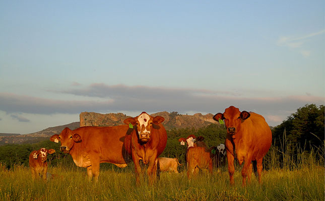Bull breeding and selection for profitable beef production