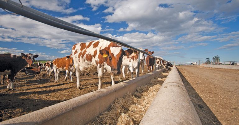 Cattle remain key to sustainable food systems