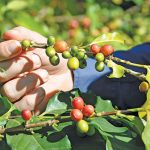 Coffee cherries start out green, and then ripen into shades of red, yellow, orange, or even pink, depending on the variety. Allesbeste‘s Arabica F6 variety matures into a dark red colour.