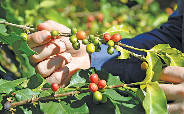 One of SA’s biggest avocado growers is on a coffee high