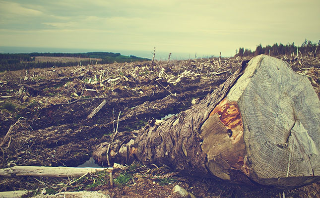 COP26 zero-deforestation deal to affect animal feed trade