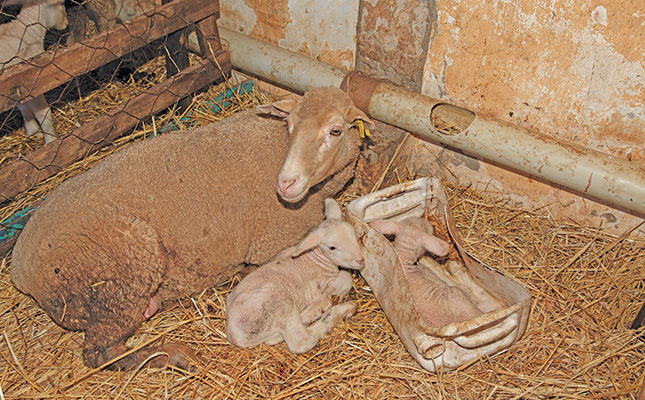 Sheep farming: the best ways to reduce lamb losses Sheep farming: the best ways to reduce lamb losses