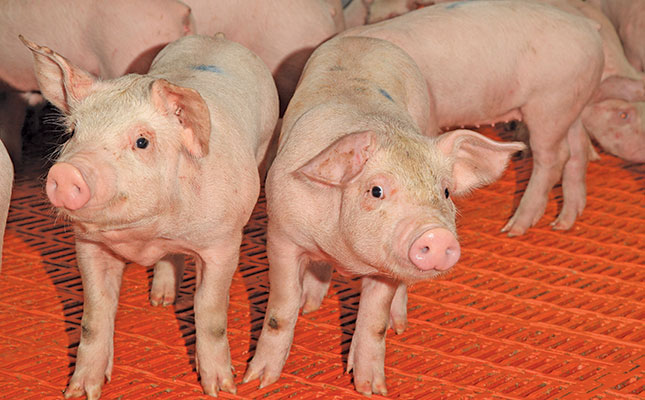 Animal welfare: Raising stress-free pigs