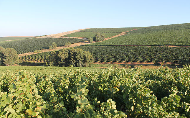 Digitalisation to help improve wine quality and distribution
