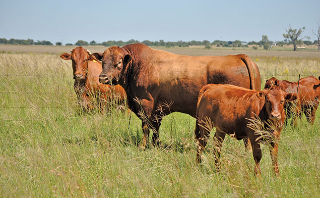 Agri department officials confident SA has enough animal vaccines
