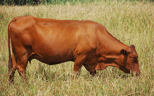 ARC honours top beef cattle breeders