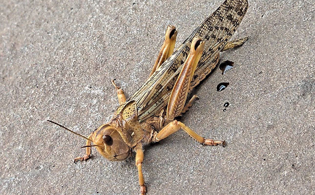 Beware! The locusts are swarming this summer