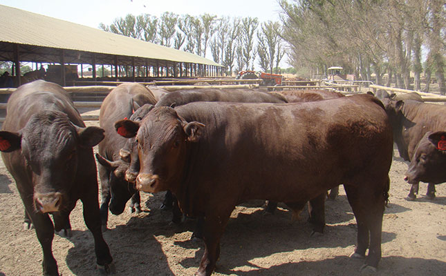 ‘Red meat exports must be prioritised in 2022’ ‘Red meat exports must be prioritised in 2022’