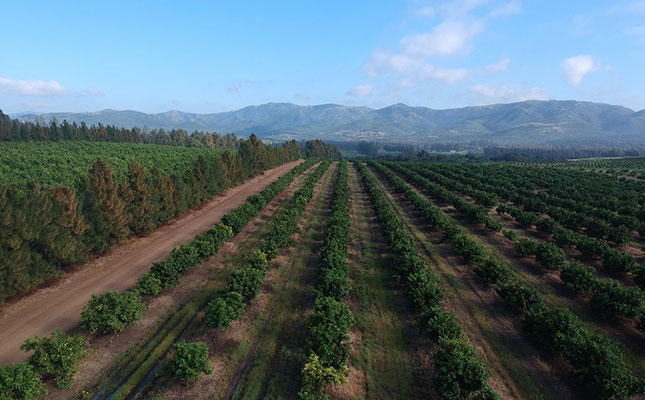 Increase in SA citrus exports despite problems at ports