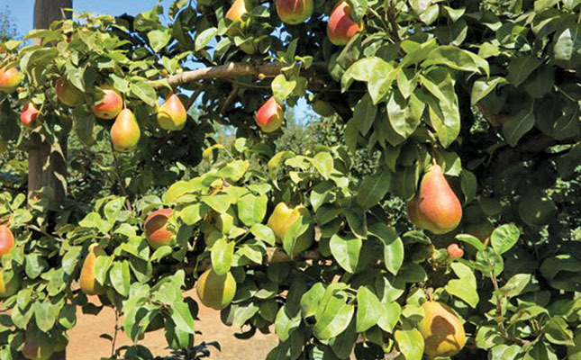 SA-grown pears can now be exported to China