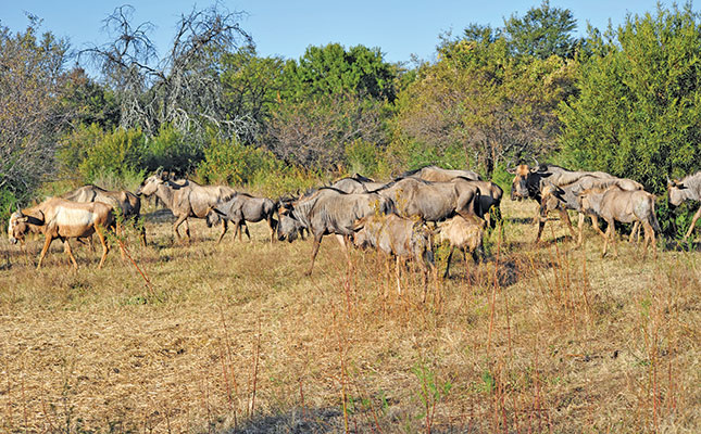 Hunting on the southern slopes of the Magaliesberg Hunting on the southern slopes of the Magaliesberg